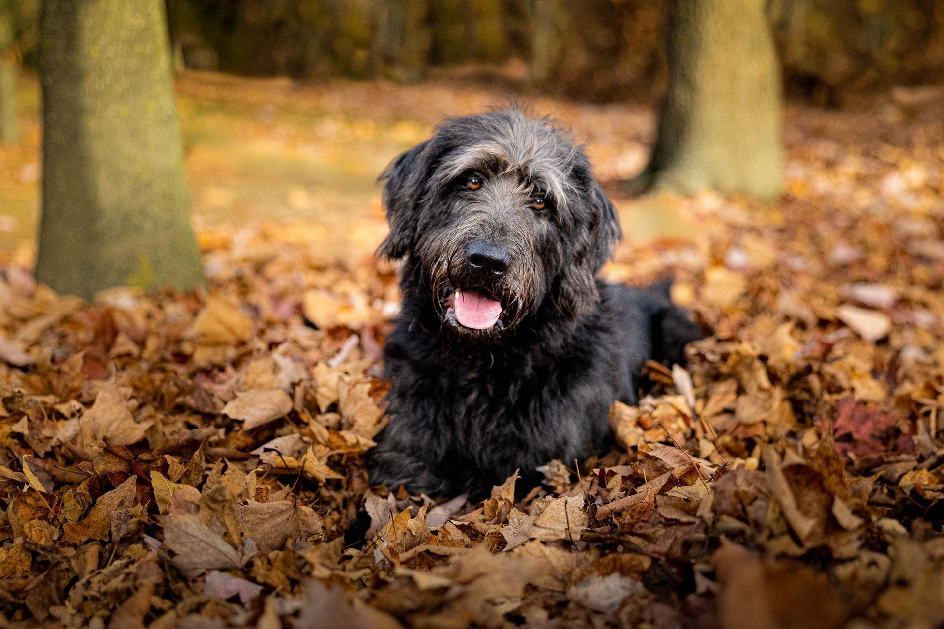 Pet photography session in Bergen County NJ